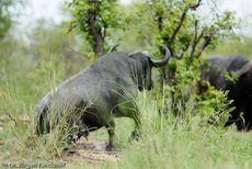 Afrikanischer Büffel (87 von 102).jpg